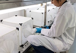 Detectan la circulación del virus del Nilo en municipios de Sevilla, Huelva y Almería