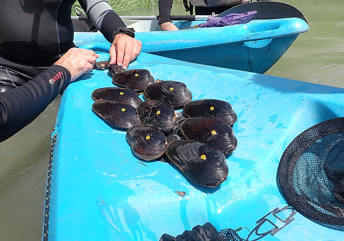 Ejemplares de náyade margaritona encontrados en el río Ebro