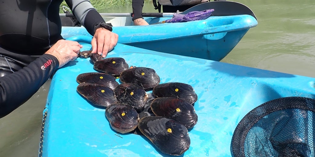 Encuentran nuevos ejemplares de náyade margaritona en el Ebro, una especie en peligro crítico de extinción