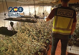 Detenida una mujer de 50 años por cultivar cientos de plantas de marihuana en su chalet de Cheste