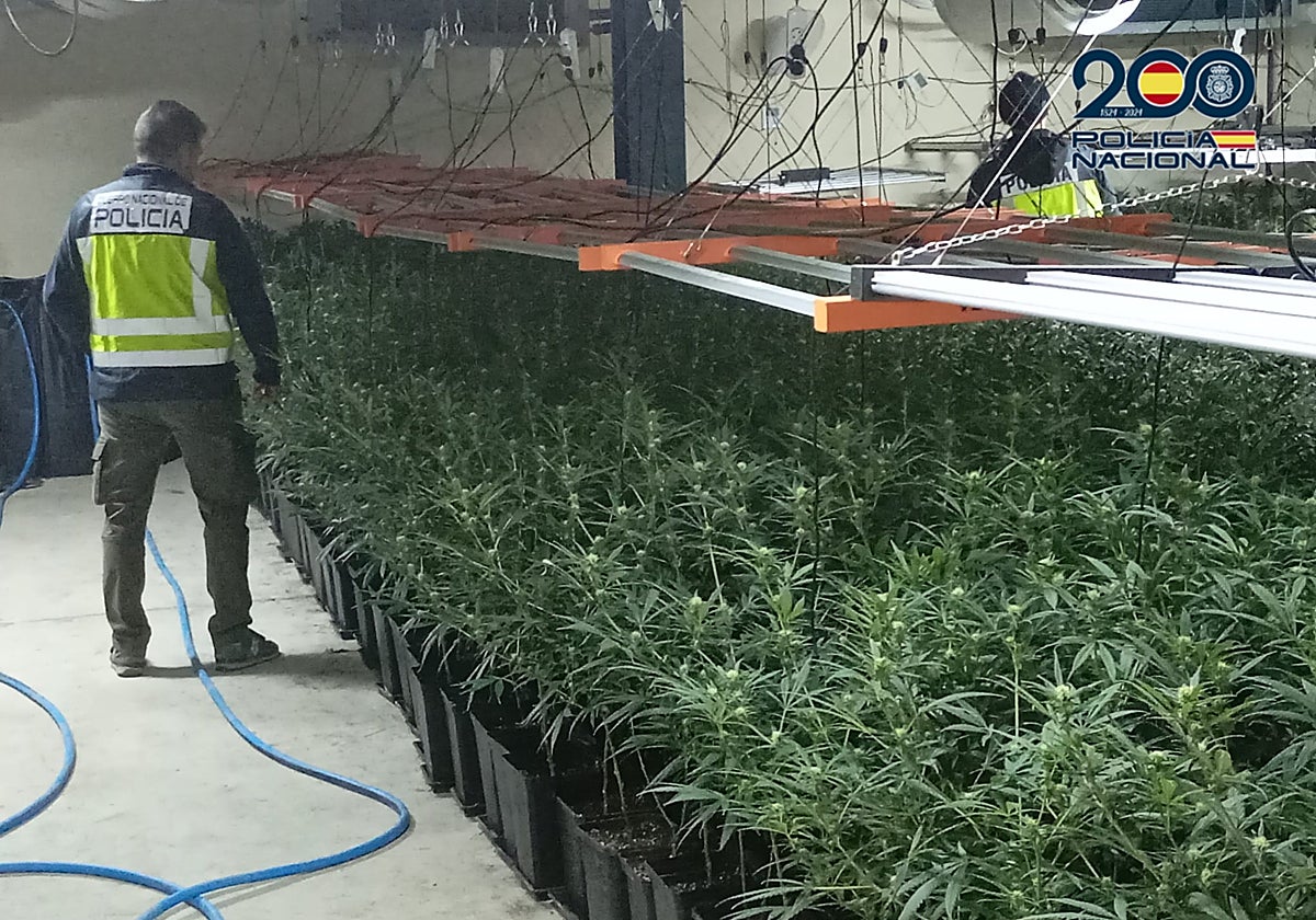 Plantación de marihuana desmantelada por el Cuerpo Nacional de Policía en la provincia de Toledo