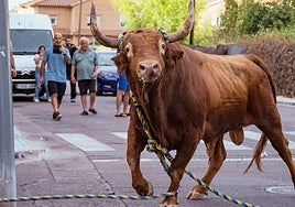 'Grandioso', el toro enmaromado de Yuncos que volvió a llenar las calles en sus fiestas patronales