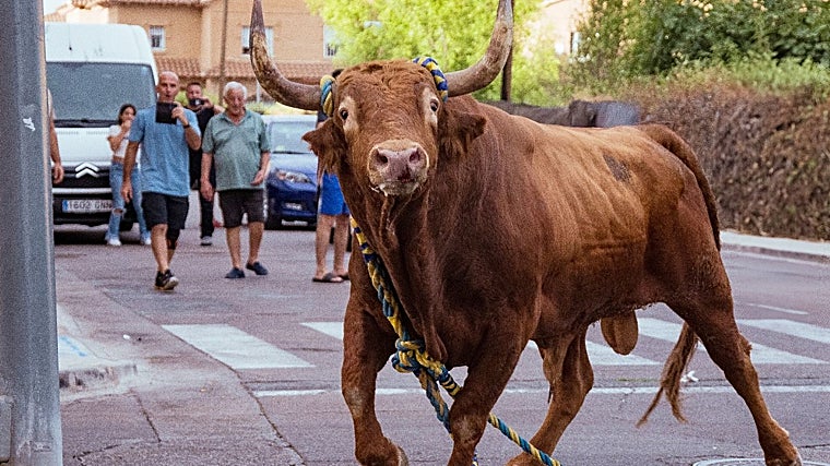 El toro enmaromado es una de las señas de identidad de Yuncos
