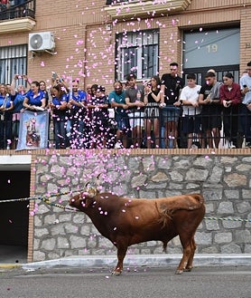Imagen secundaria 2 - Yuncos revalida año tras año su condición de referente nacional en la suelta del toro enmaromado