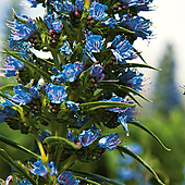 Canarias ha perdido 86 especies y es el archipiélago más afectado por las extinciones