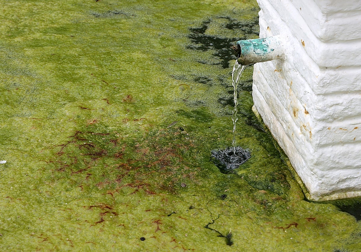 Fuente de un municipio cordobés donde suelen proliferar los mosquitos infectados