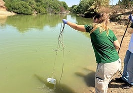 La alerta por gripe aviar no deja por el momento contagios en humanos en Andalucía