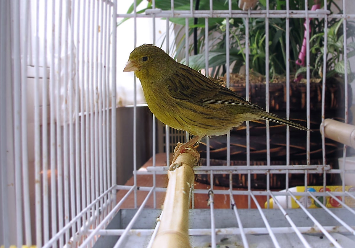 Imagen de archivo de un canario, una de las aves que más se tienen como mascota en lo hogares