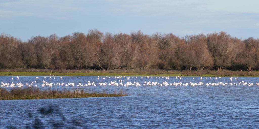 El entorno de Doñana sufrió en 2022 cinco focos con muerte de aves silvestres por gripe aviar