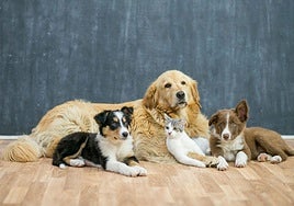 No solo los pájaros: estas son las otras mascotas que pueden contagiarse de gripe aviar