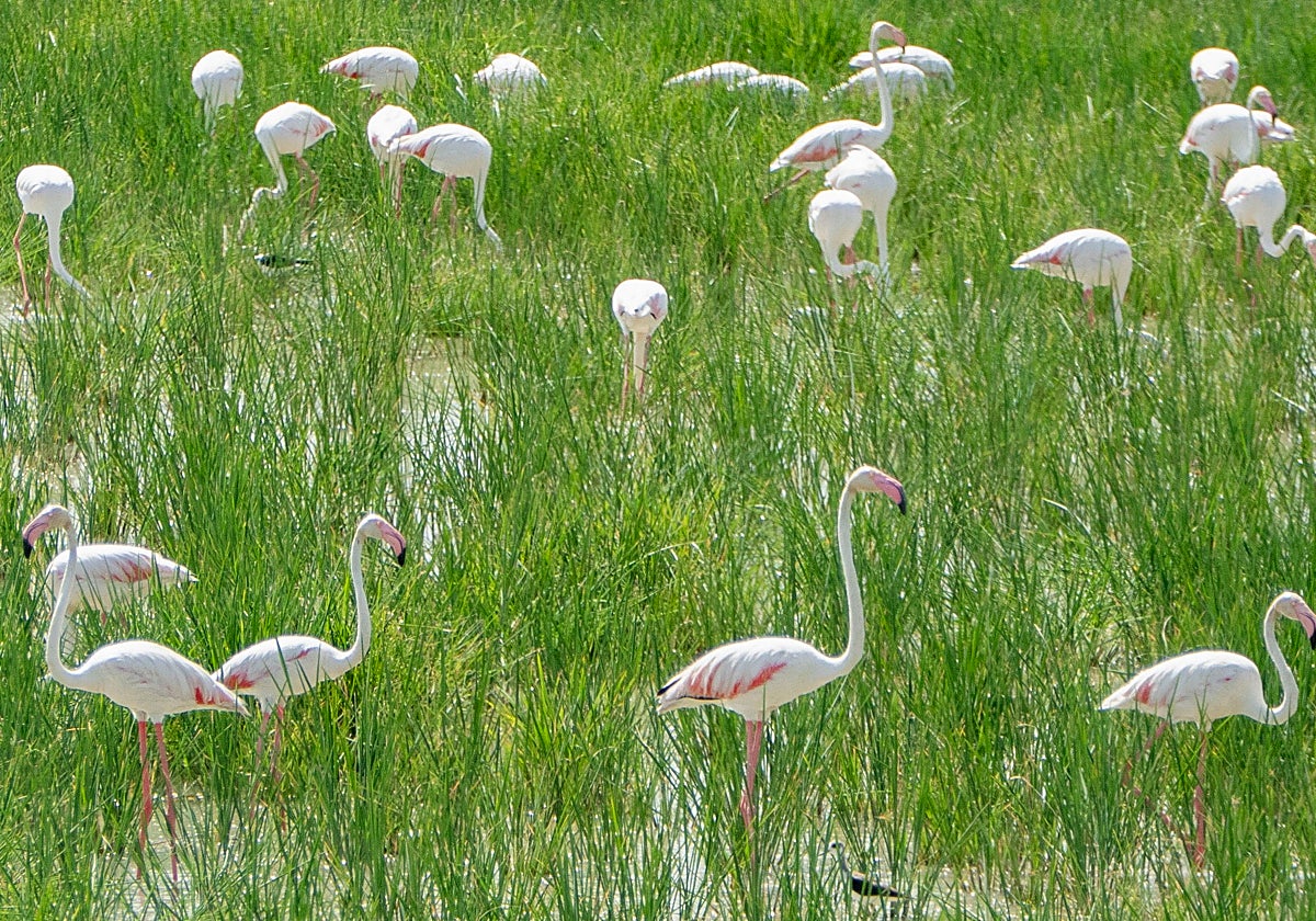Aves en el entorno de Doñana