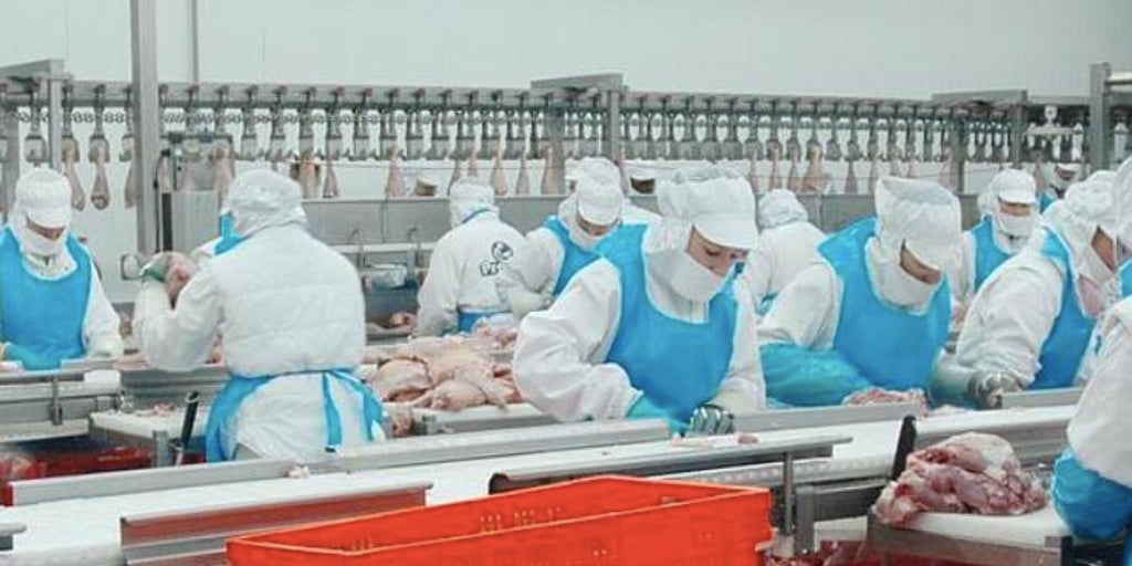 Hong Kong paraliza la importación de huevos y carne de ave de Huelva por la gripe aviar