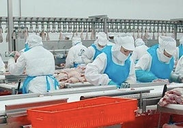 Hong Kong paraliza la importación de huevos y carne de ave de Huelva por la gripe aviar