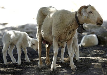 Castilla-La Mancha prepara la declaración de emergencia por la lengua azul en apoyo a los ganaderos