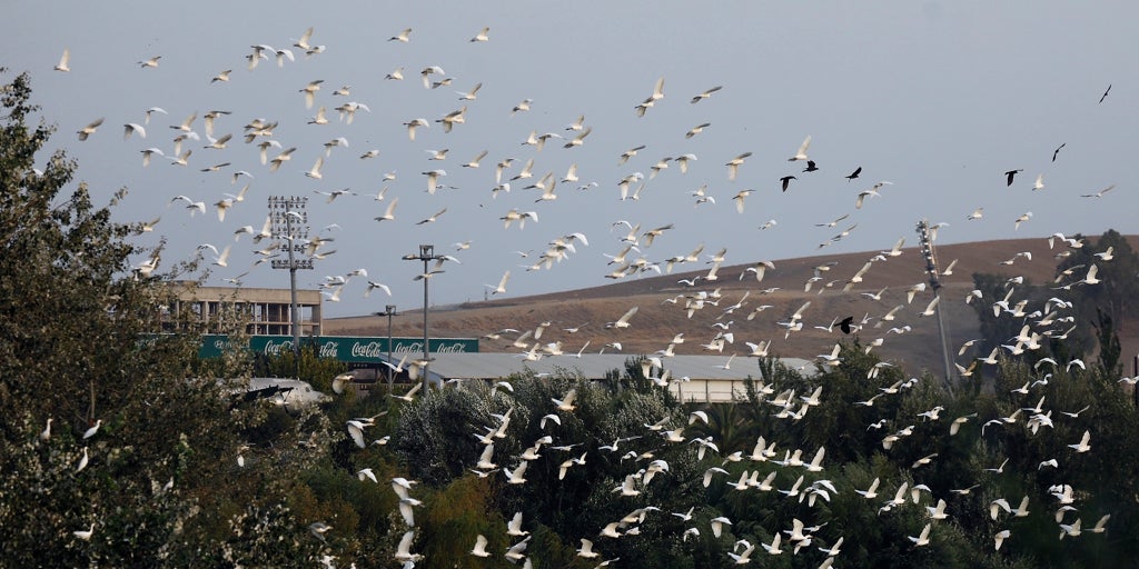 Hallan en Córdoba 20 aves muertas en una zona próxima al río Guadalquivir y la Junta investiga las causas