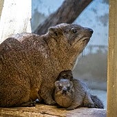 Damán roquero: la especie amenazada que pudo originar el nombre de España