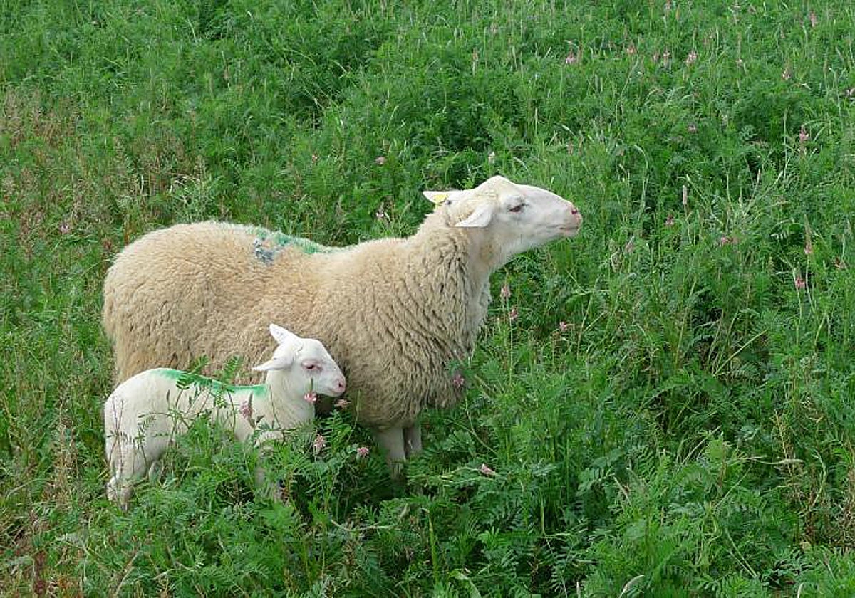Un caso de lengua azul en Huesca lleva al Ejecutivo a animar la prevención: «Donde el rebaño está vacunado, la incidencia es mínima»