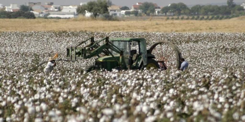 Junta de Andalucía y sector unen fuerzas para frenar la  sangría  del algodón