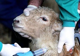 Castilla-La Mancha, con 107 focos de lengua azul activos, declarará emergencia y costeará todas las vacunas