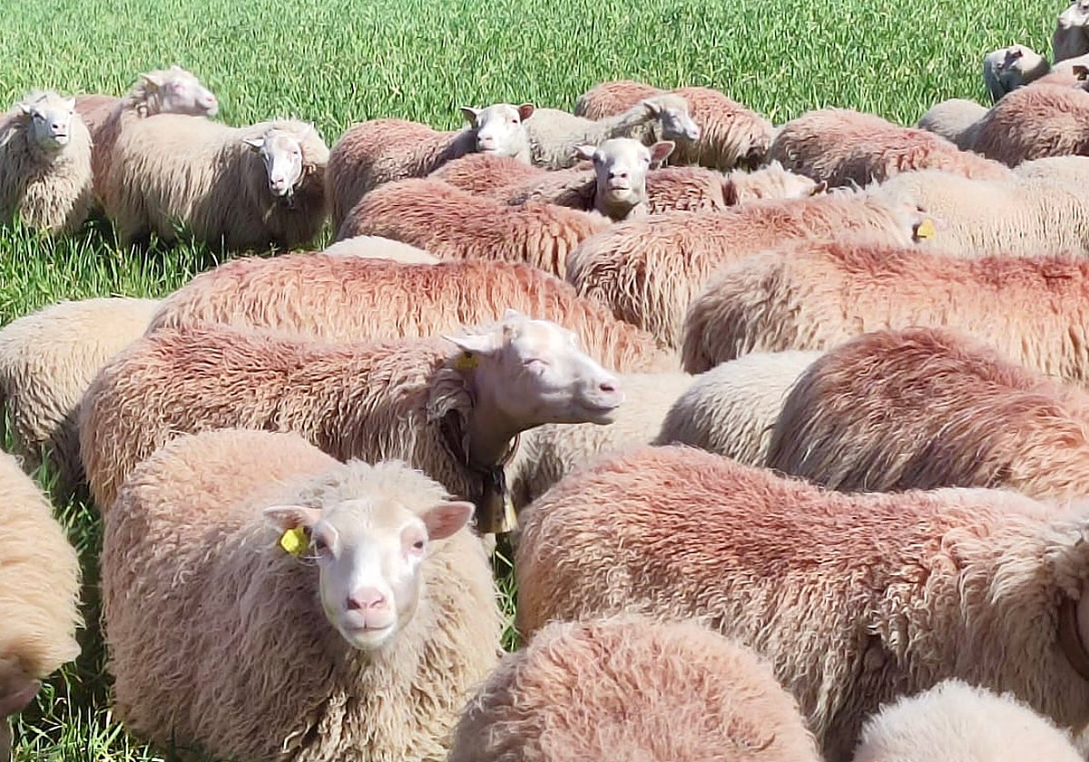 Mallorca se declara zona afectada por el serotipo 3 de lengua azul y activa la vacunación urgente tras confirmar un primer caso en Bunyola