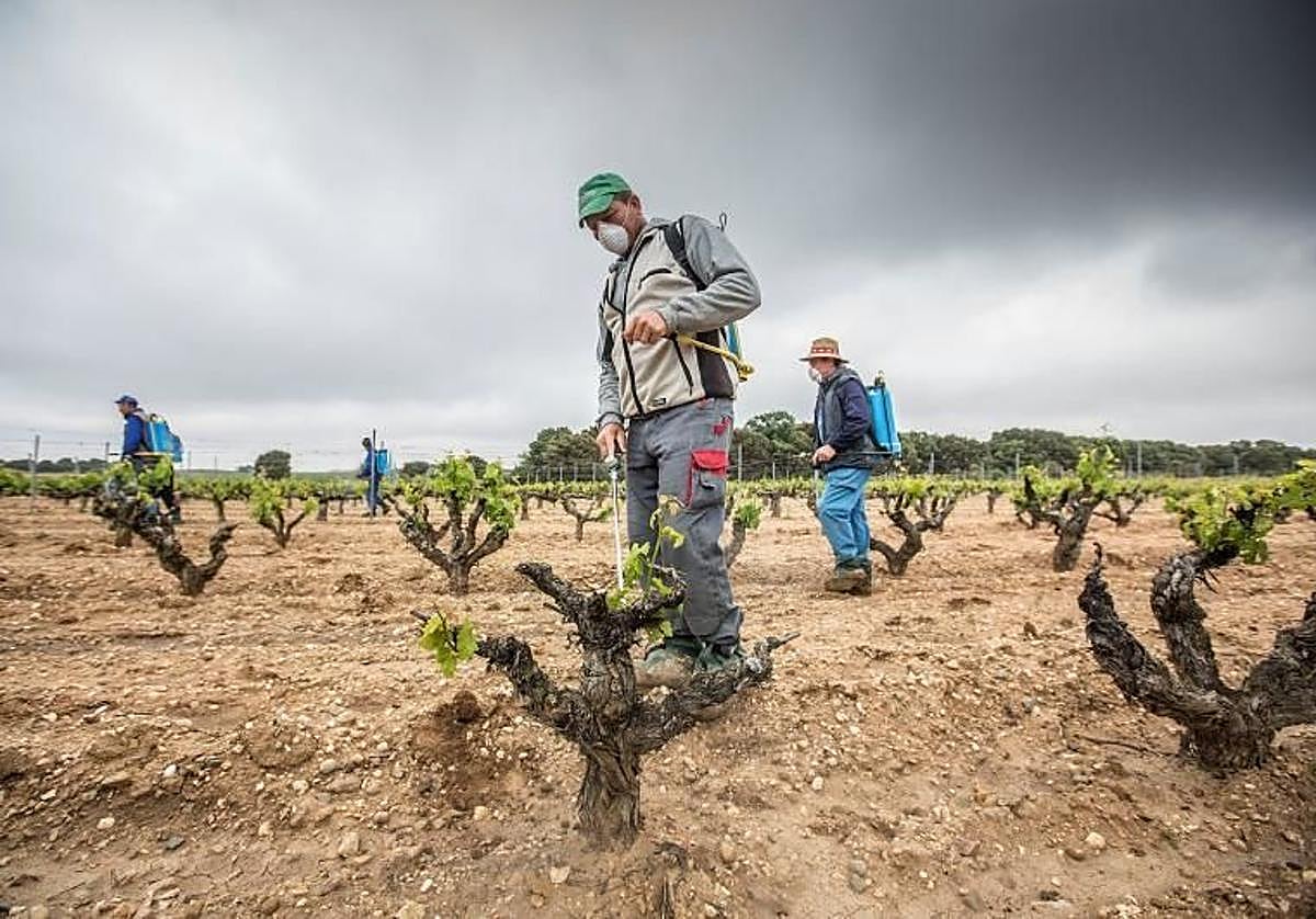 Labores de combate del mildiu en un viñedo