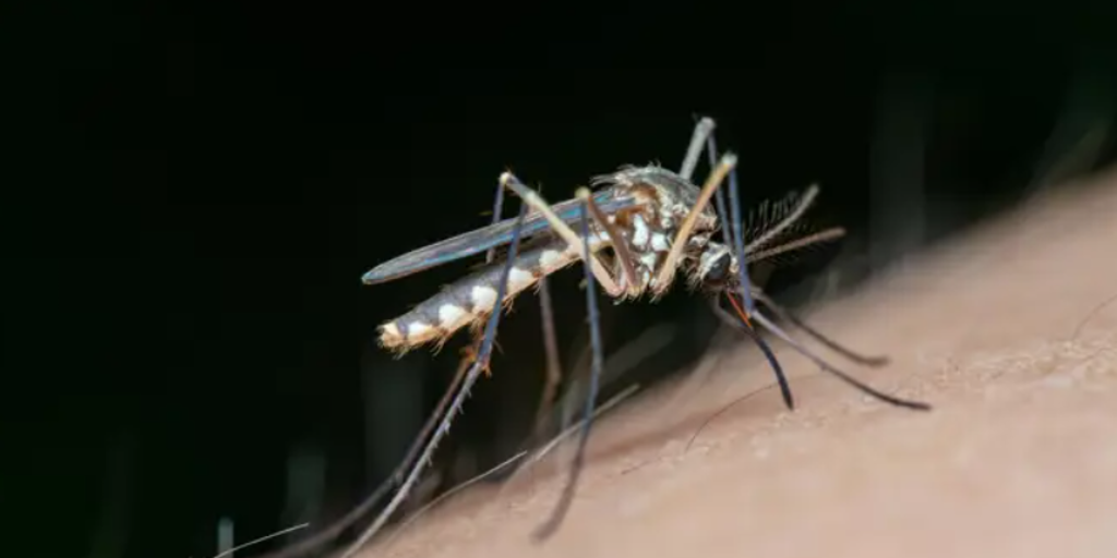 Extremadura registra la segunda muerte por virus del Nilo en poco más de 24 horas