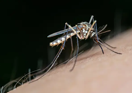 Extremadura registra la segunda muerte por virus del Nilo en poco más de 24 horas