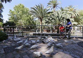 Salud manda a los colegios de Córdoba recomendaciones contra la gripe aviar