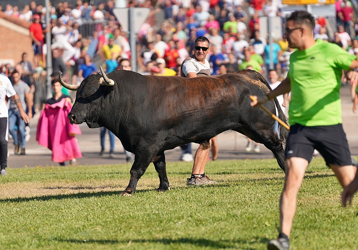 'Satavallas' durante el encierro del Toro de la Vega en Tordesillas (Valladolid)