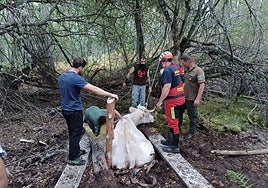 Rescatada una vaca atrapada en una turbera en Madrid