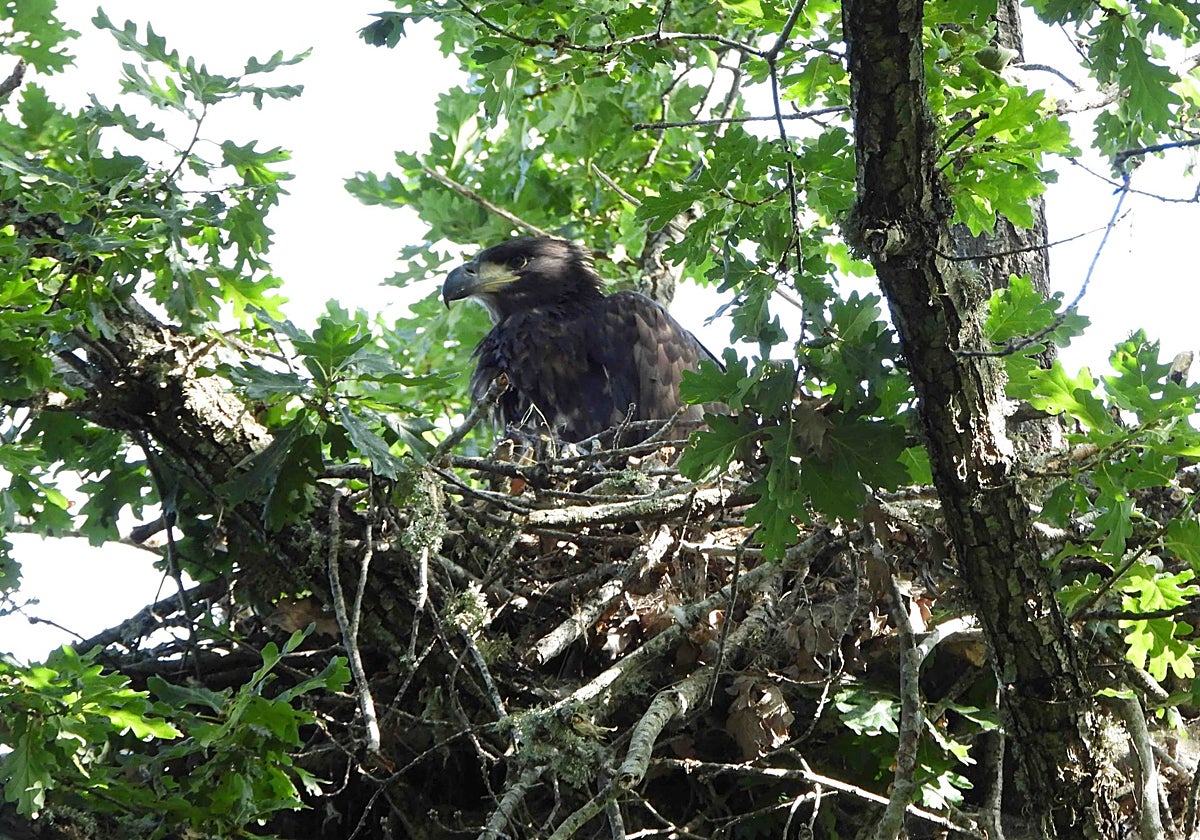 El polluelo de pigargo, en su nido