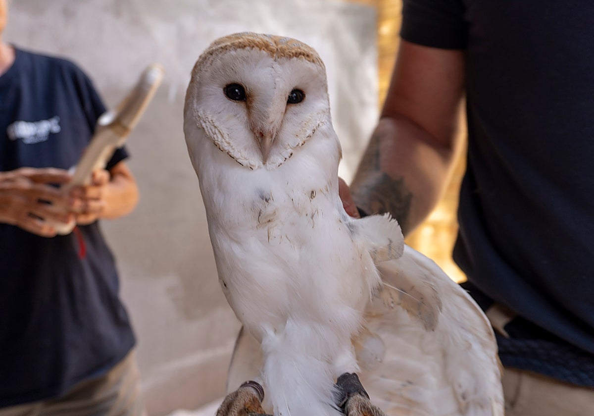 Imagen de una lechuza en Bioparc Valencia