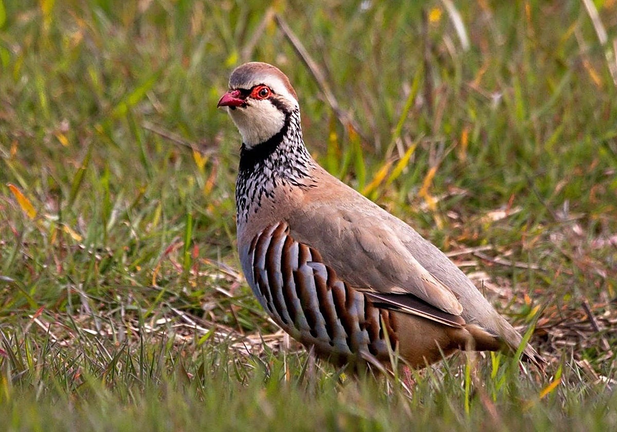 Se abre el periodo de alegaciones al nuevo Reglamento de Caza de Castilla-La Mancha