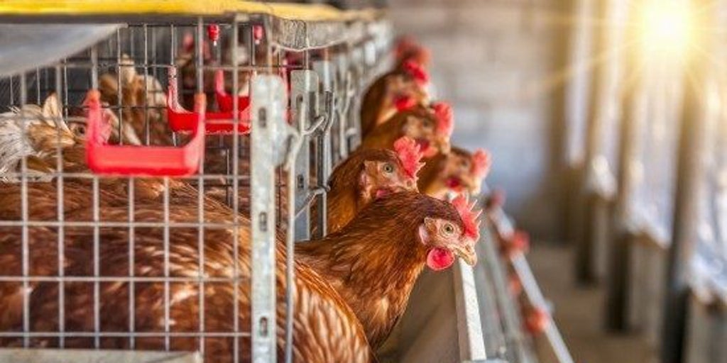 獣医師は、鳥インフルエンザウイルスが人々に影響を与えることは「非常に例外的」であることを覚えています