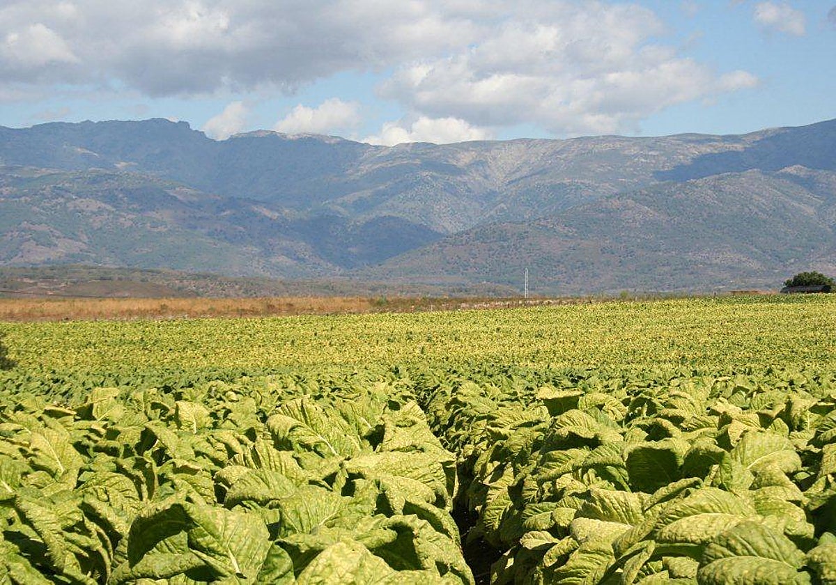 Cultivo del tabaco