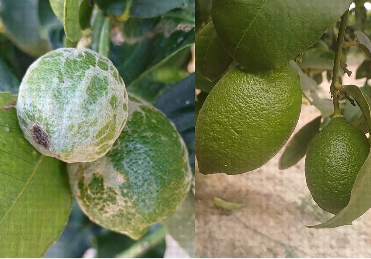 Limones afectados por la plaga sudafricana Trips junto a otros sanos cultivados en Alicante