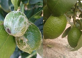 Una plaga africana causa la mayor caída de la cosecha de cítricos de España en Alicante