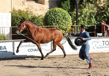 El Concurso Morfológico de Cabalcor reúne a más de 90 caballos y 55 ganaderías de Europa y América