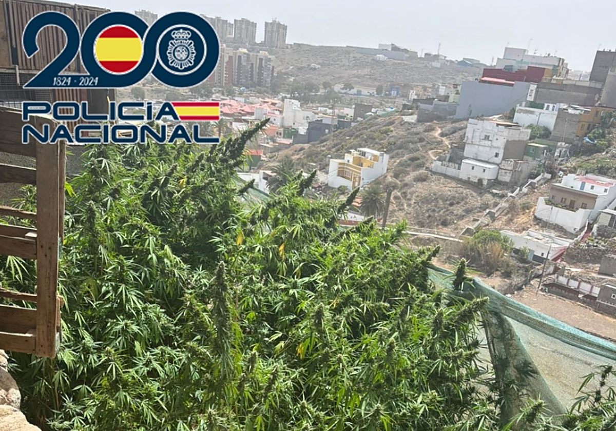 Detenido tras encontrar 567 plantas de marihuana en una finca en Gran Canaria