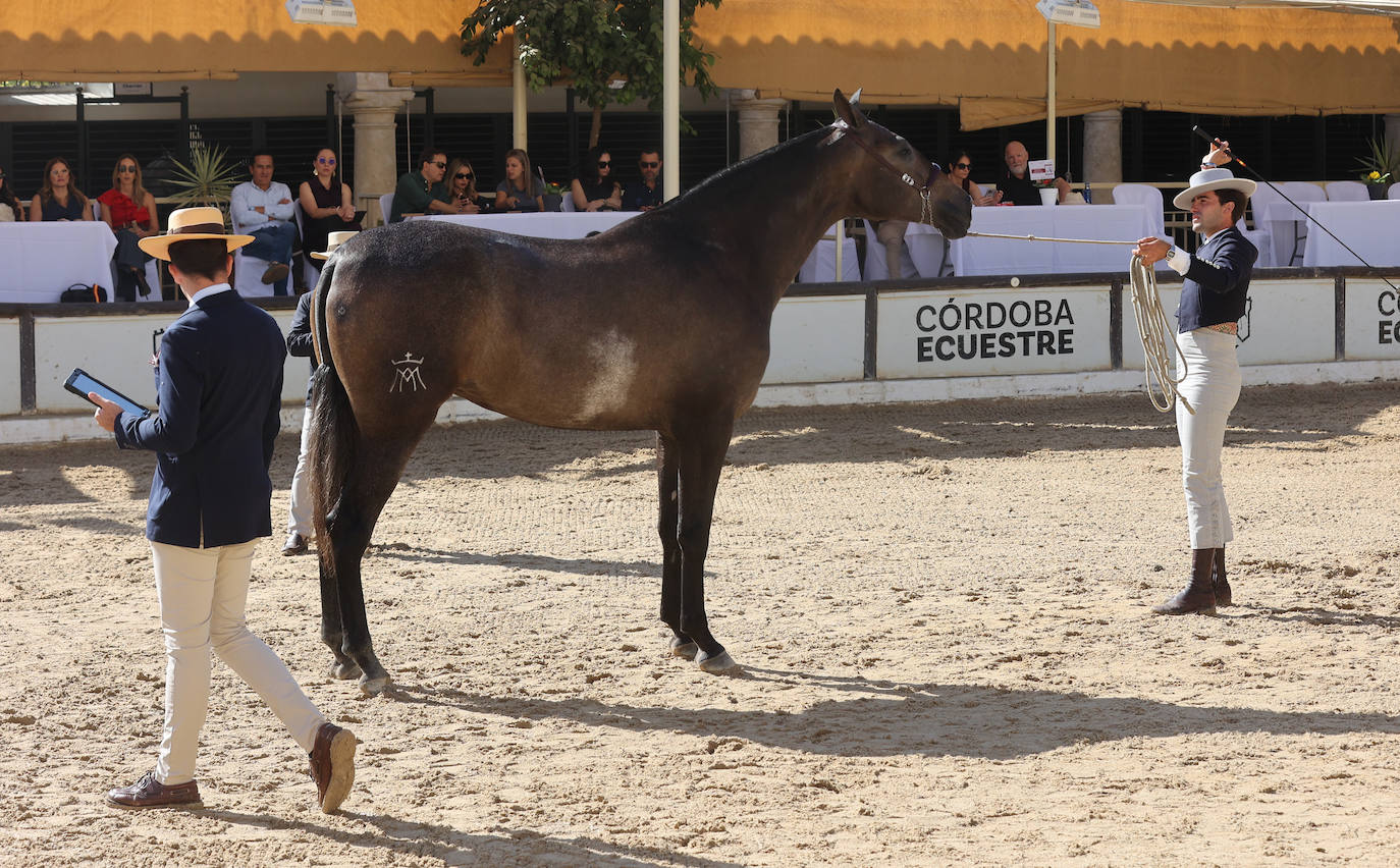 El Concurso Morfológico de caballos &#039;Ciudad de Córdoba&#039;, en imágenes