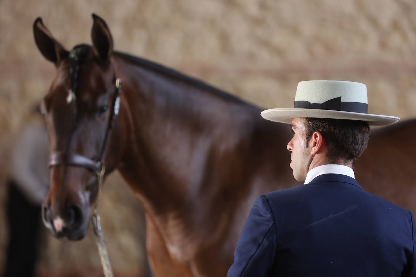 El Concurso Morfológico de caballos &#039;Ciudad de Córdoba&#039;, en imágenes