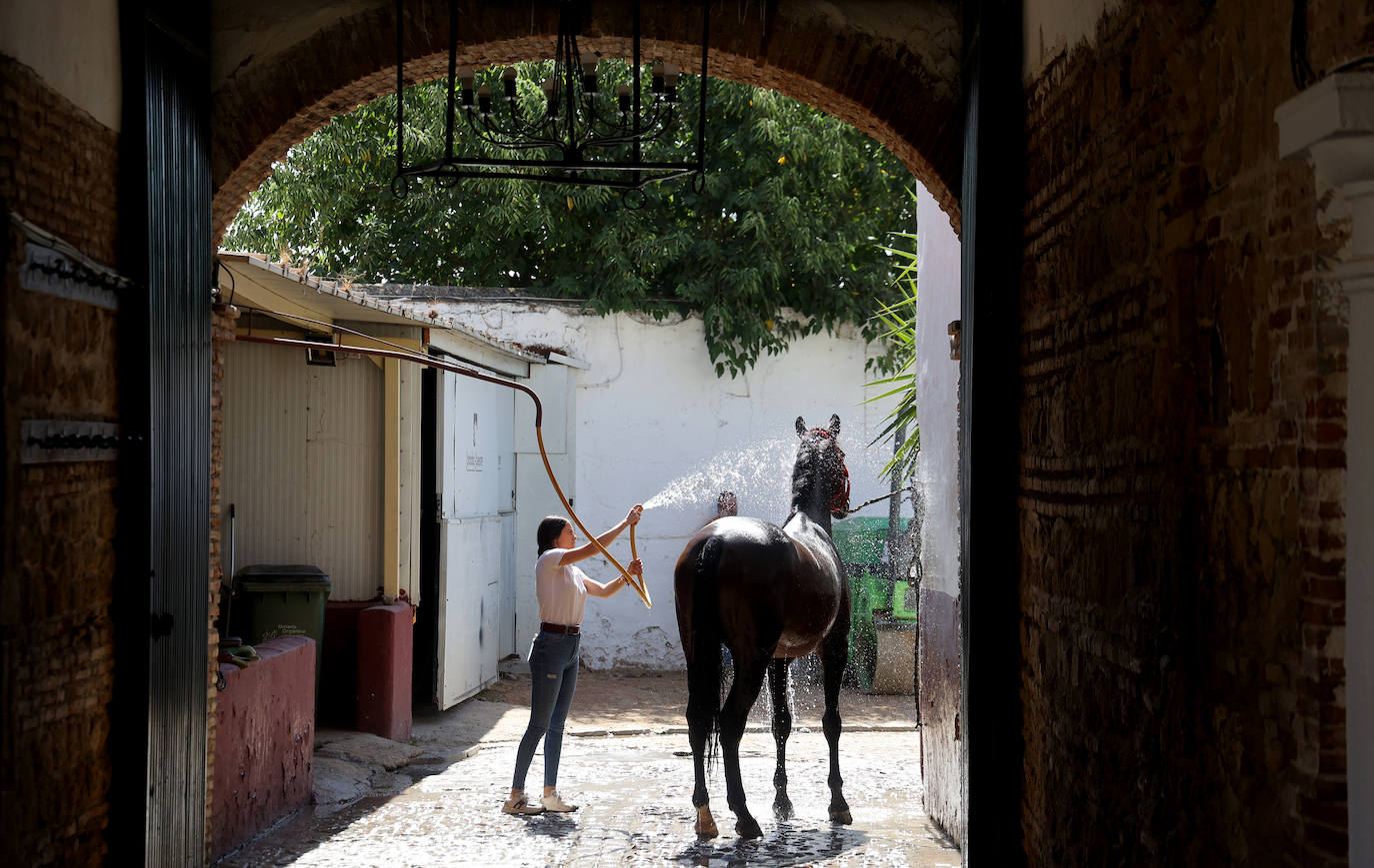 El Concurso Morfológico de caballos &#039;Ciudad de Córdoba&#039;, en imágenes