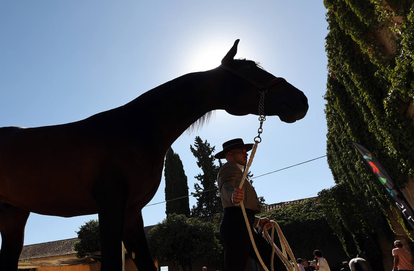 El Concurso Morfológico de caballos &#039;Ciudad de Córdoba&#039;, en imágenes