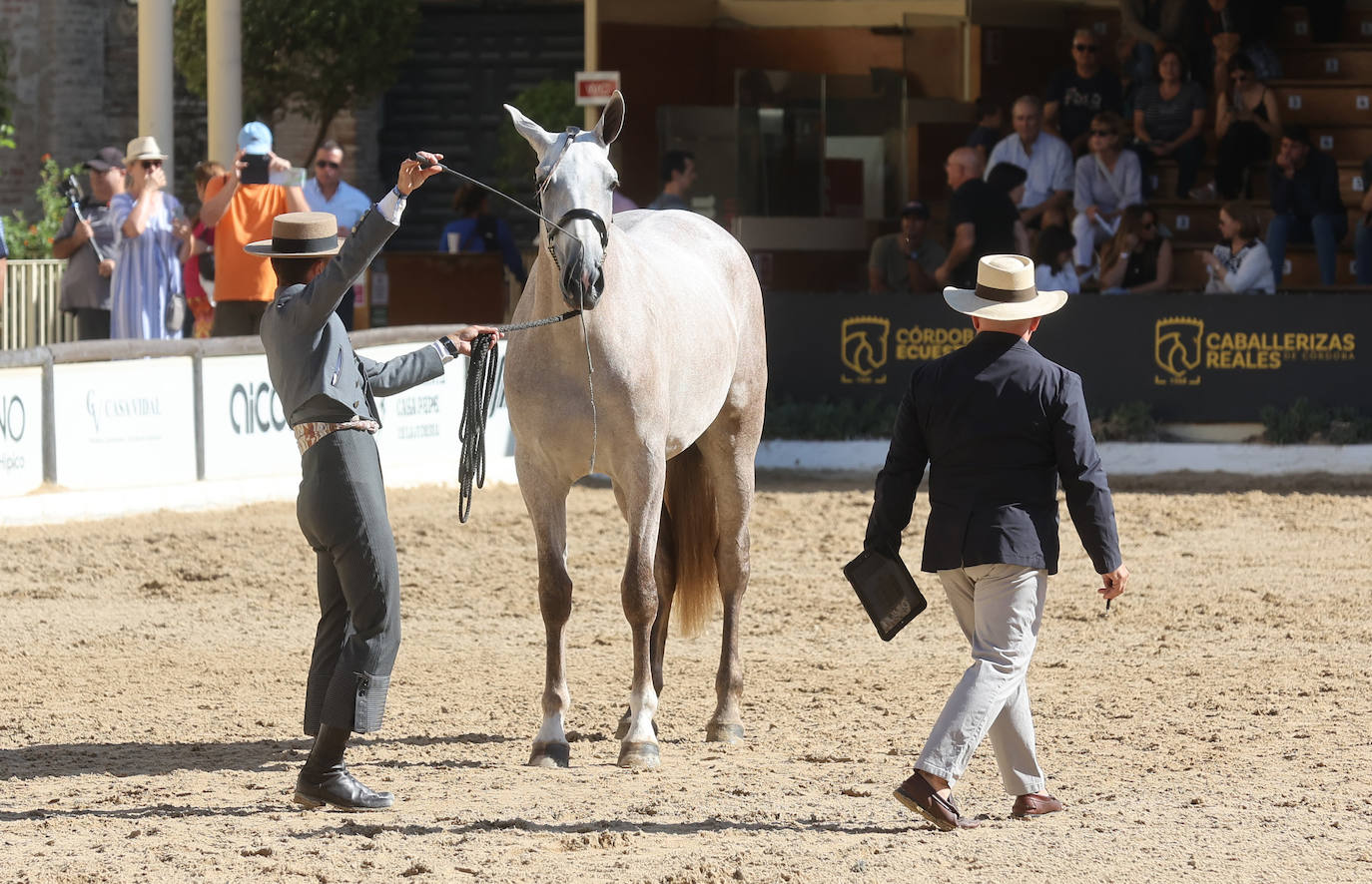 El Concurso Morfológico de caballos &#039;Ciudad de Córdoba&#039;, en imágenes