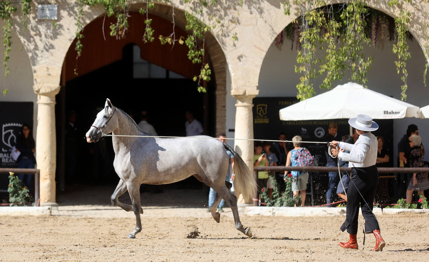 El Concurso Morfológico de caballos &#039;Ciudad de Córdoba&#039;, en imágenes