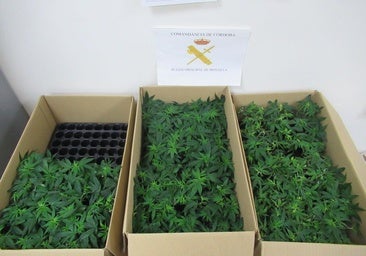 Sorprenden al conductor de un coche circulando con más de 250 plantas de marihuana