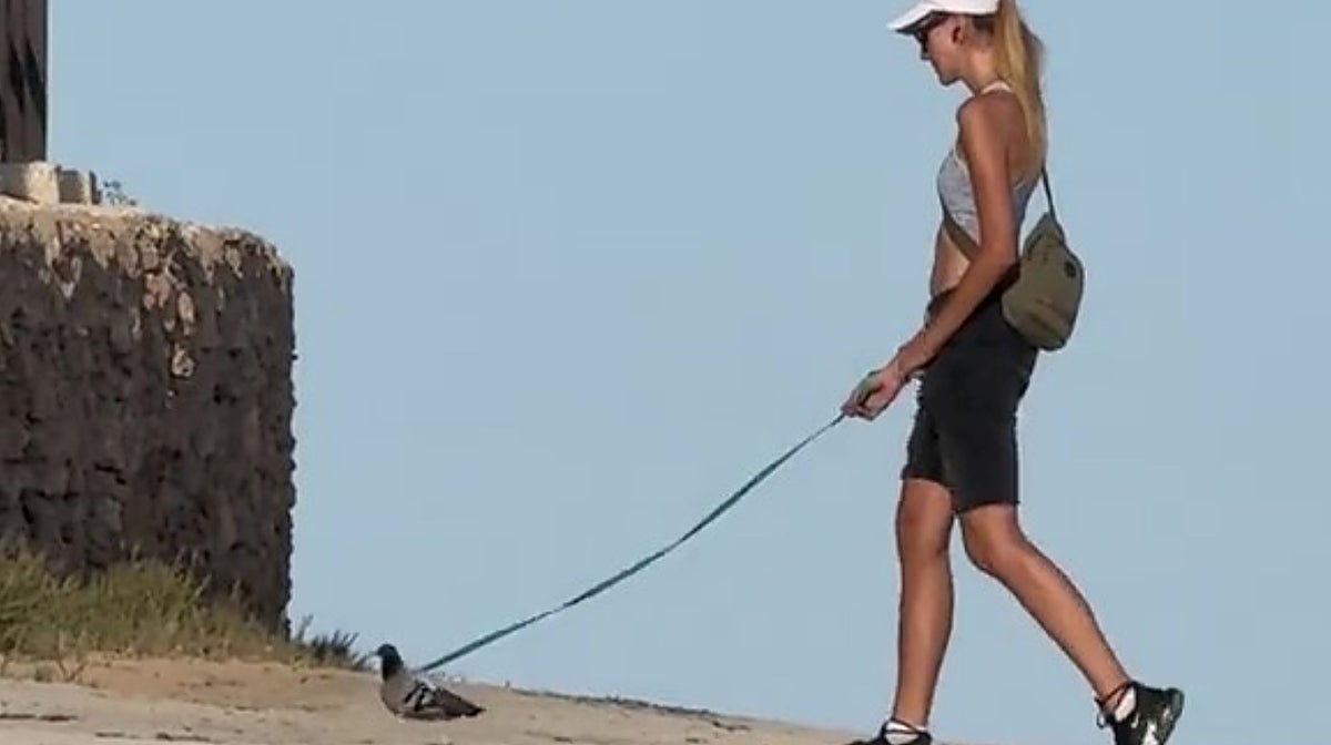 Imagen del vídeo difundido en TikTok por nadiaromeroo_ en el que se ve a una joven paseando a una paloma atada en Torrevieja