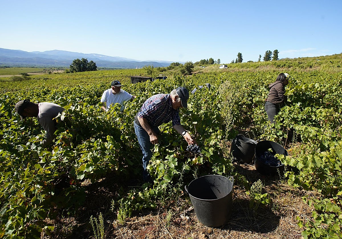 Trabajadores recogen la uva en una parcela de la DO Bierzo