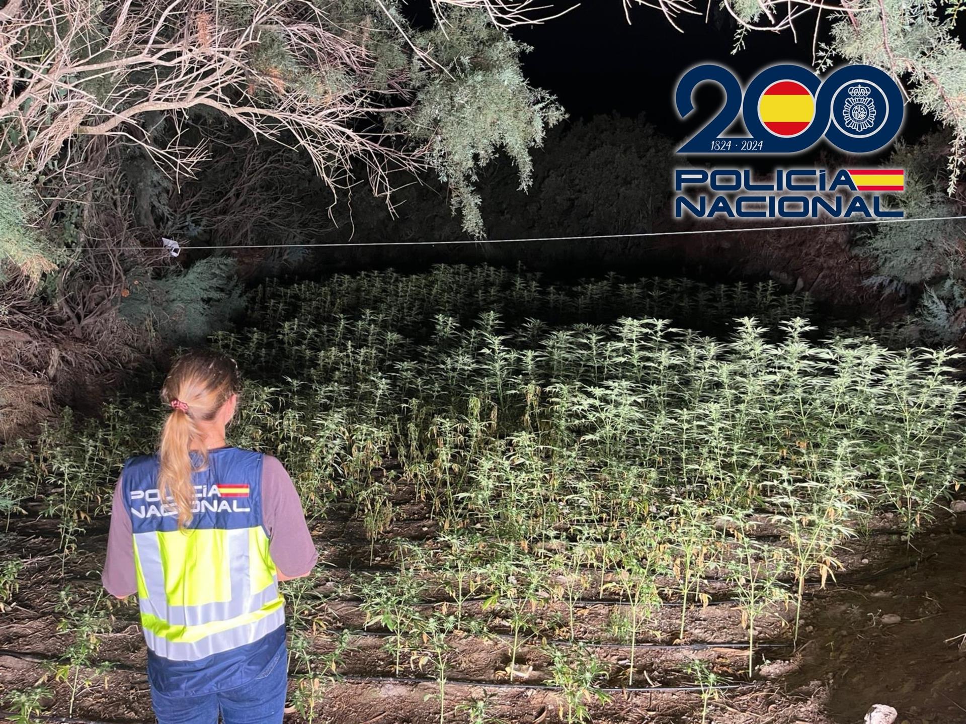 El «bosque de marihuana» que se ocultaba en un terreno propiedad de un ayuntamiento de Andalucía
