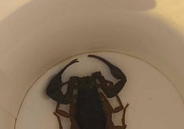 Una mujer es trasladada al hospital en Alcorcón tras picarle un escorpión en un hotel